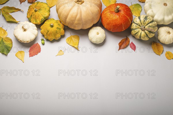 Thanksgiving or fall festive composition with different assorted pumpkins and autumn yellow leaves on light gray background top view. Copy space, food photography, food photography