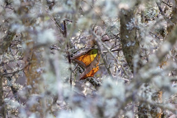 One of the last leaves of Autumn, viewed through a tangle of Bramble and Lichen