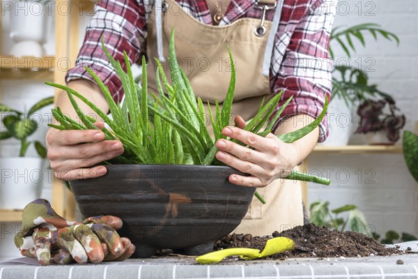 The hands of woman in an apron Potting, transplanting and reproduction is the separation of the children of the Aloe Vera plant. Succulent on the table, pot, soil, scoop