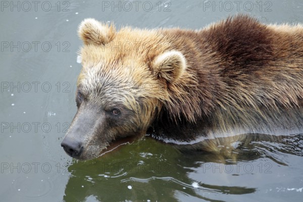 Kamchatka bear Kamtchatkabear