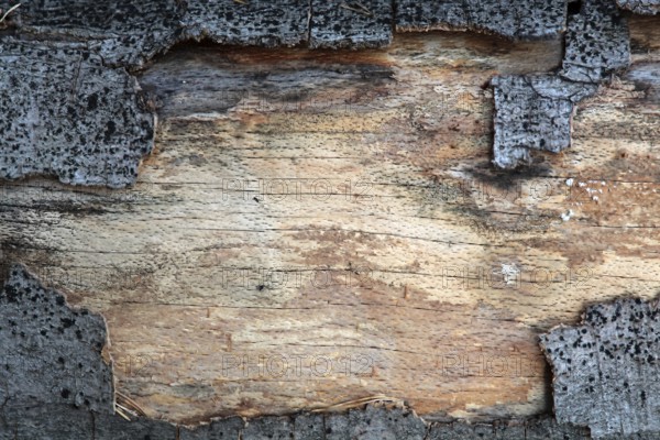 Old wood with bark Old wood with bark