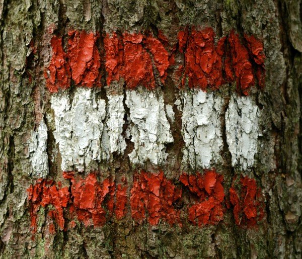The Flag Of Austria Painted On Tree Bark