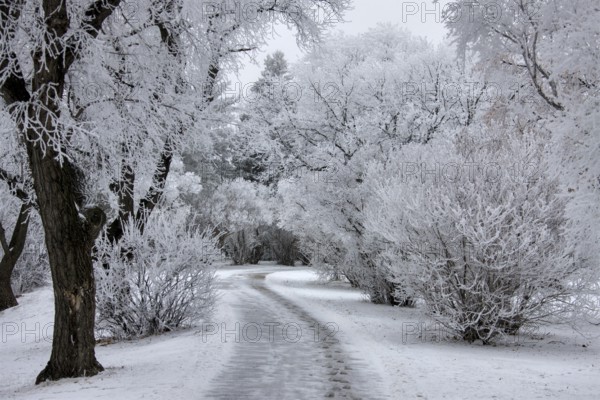 Winter Frost Saskatchewan Canada ice storm danger