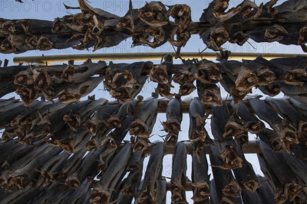 Dried fish, drying racks, Lofoten, Nordland, Norway, Europe