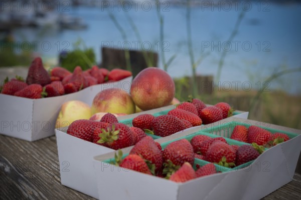 Basket of strawberries and nectarines from the farmers' market in Sausalito, California, USA, USA, North America