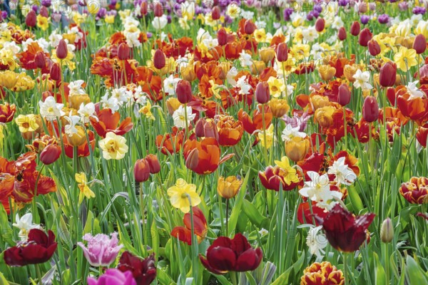 Narcissus and Tulips Flowerbed. Spring in the Netherlands Lisse, Netherlands