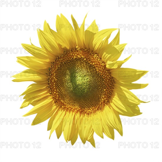 Yellow Sunflower against the White Background Balchik, Bulgaria, Europe