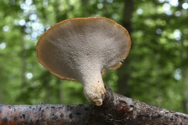 Sclerotia spore, small scale spore (Polyporus tuberaster), Lower Franconia, Bavaria, Germany, Europe
