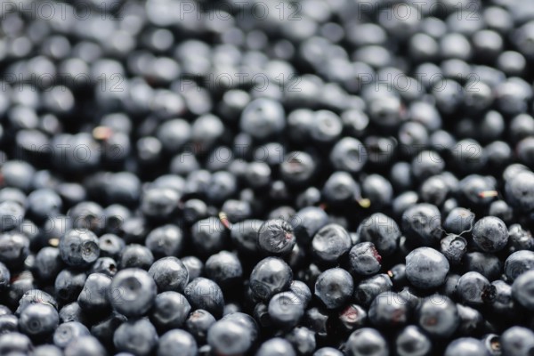 Close-up image of a pile of fresh blueberries