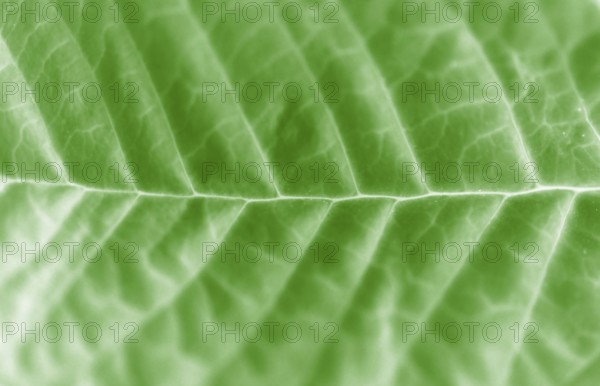 Sheet macro abstract