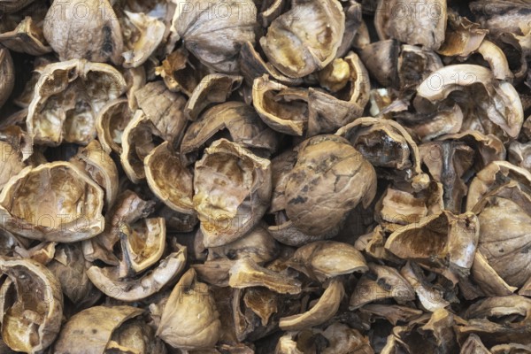 Close up view of shattered walnut shells. Textured background of drought walnut shells