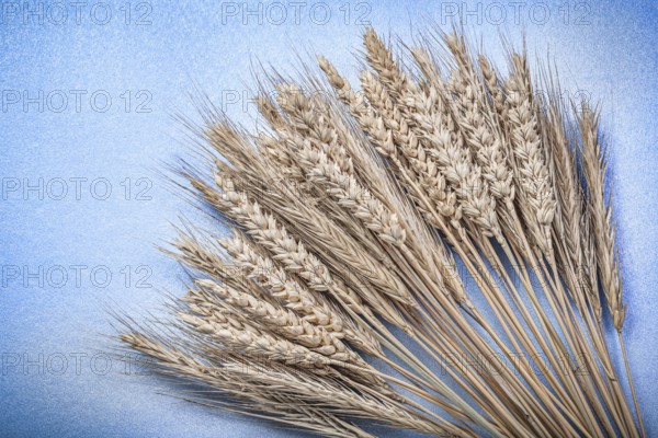 Heap of ripe rye wheat ears on blue background top view