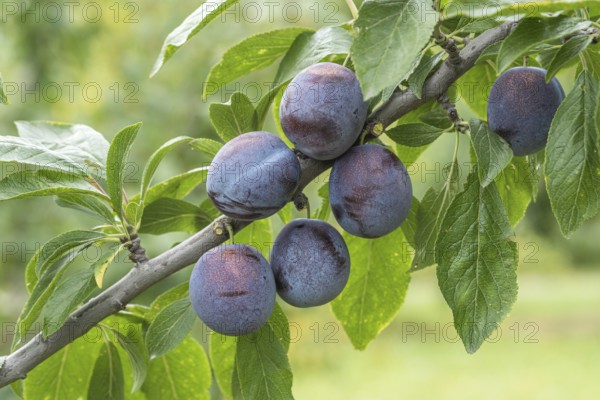 Plum (Prunus domestica 'Anna Späth'), Cambridge Botanical Garden, Germany, Europe