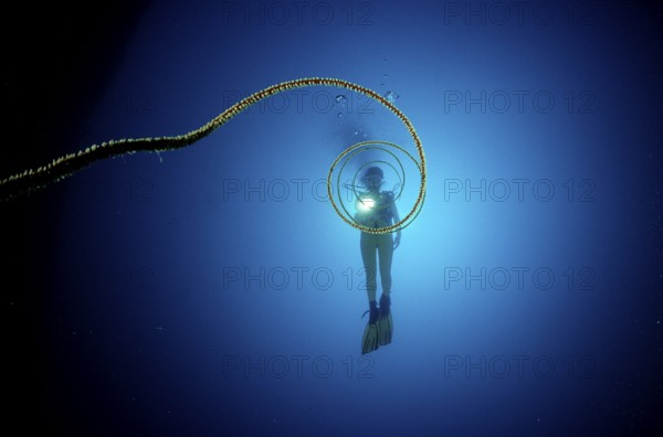 Whip coral and diver, Cirripathes spiralis, Maldives, Indian Ocean, Ari Atoll, Maayafushi, Asia