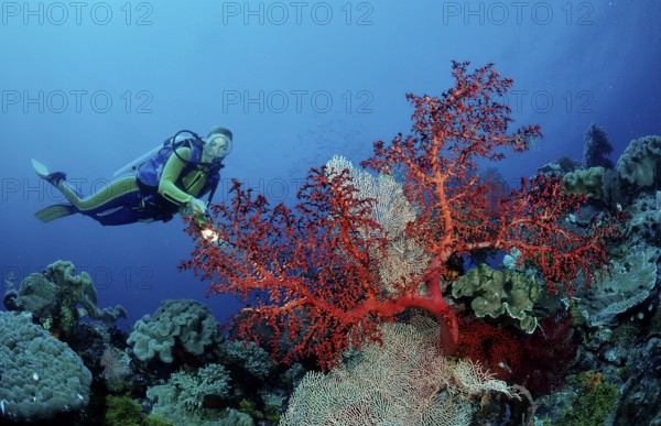 Diver and coral reef, Indonesia, Wakatobi Dive Resort, Sulawesi, Indian Ocean, Banda Sea, Asia