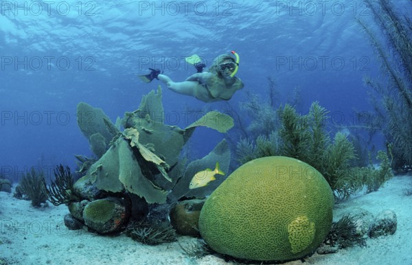 Snorkelling over coral reef, Netherlands Antilles, Bonaire, Caribbean, Caribbean Sea