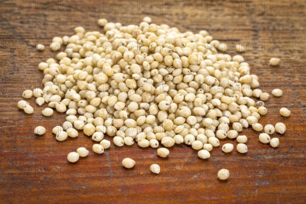 A pile of gluten free white sorghum grain on a grunge wood