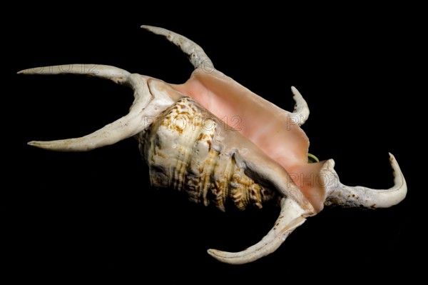 A stunning pink-hued spider conch shell with elongated, curved spines displayed against a black background, showcasing its unique structure and intricate details, Odessa, Ukraine, Europe