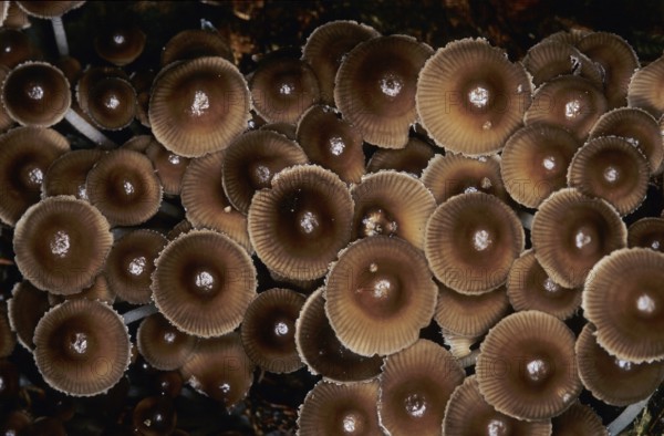 Mushrooms Surprise