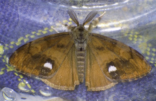 Sloe moth (Orgya recens)