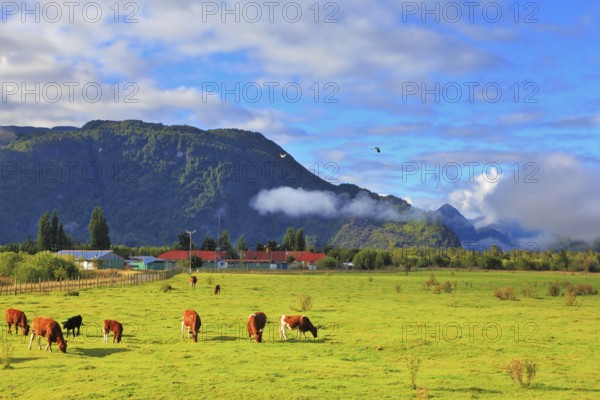 Orange and black cows graze on green pasture. Rural idyll in Chilean Patagonia