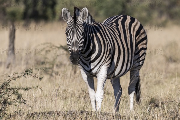 Plains zebra (Equus quagga), Mahango-Area, Bwabwate National Park, Caprivi, Zambezi Region Namibia