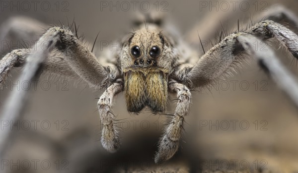 Wolf Spider, Hogna carolinensis