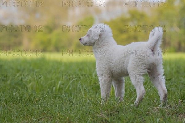 Collier- Labrador- mix puppy