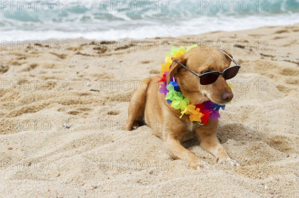 Relaxing dog at the beach with flowers garland