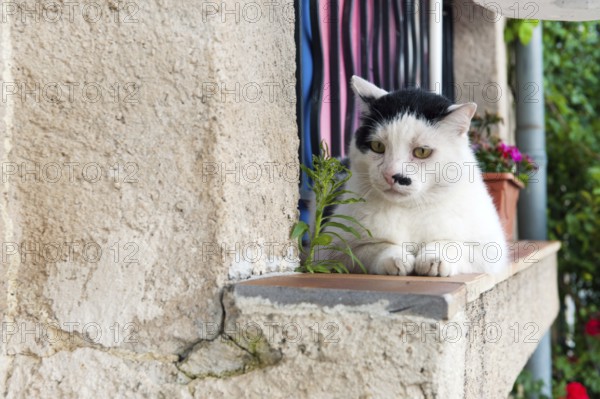 White cat on the balcony outdoor