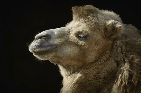 Close up Portrait of Camel over the Dark Background Varna, Bulgaria, Europe