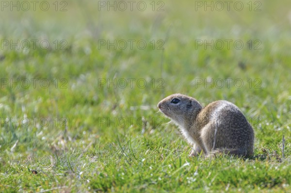 Souslik (Spermophilus citellus) European ground squirrel in the natural environment