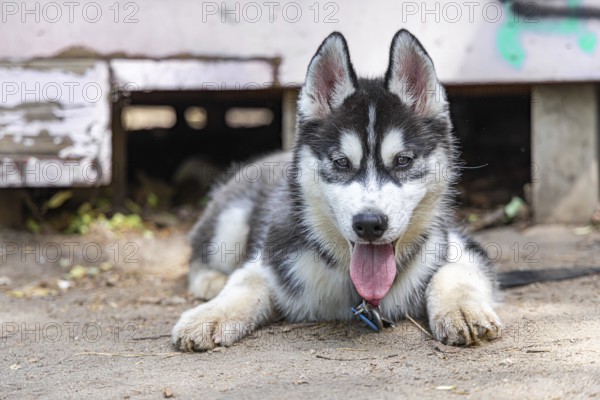 Ground level view of a young Husky dog lying outdoors on a leash. Medium breed Spitz puppy looking towards camera with copy space to left