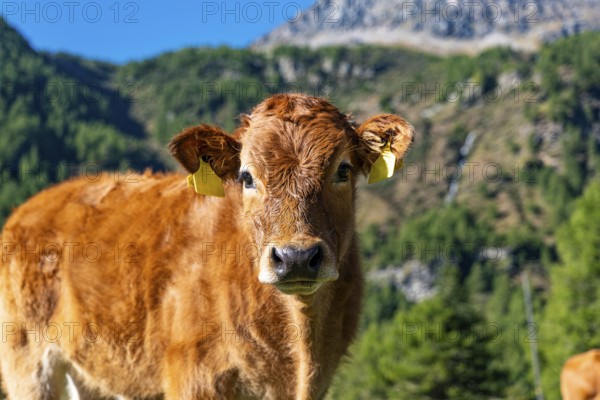 Close-up of a veal in a prairie