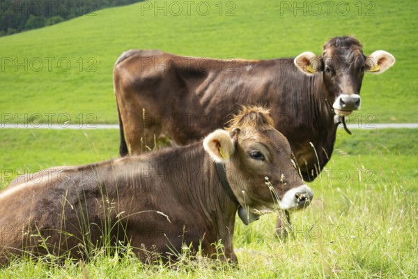 In the Swiss Jura mountains, cows usually are often kept on paddocks outside. Situation with two beautiful cows
