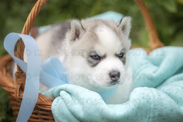 Cute Siberian husky puppy with blue eyes in the basket