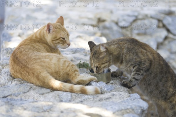 Cats in Crete drinking water, Greece, Europe