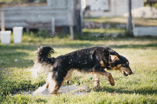 A dog moving energetically through grass with water droplets in motion