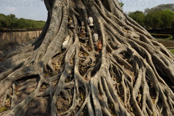 Buddha sculptures in tree roots in Wat Si Sawai, Sukhothai Historical Park, Sukhothai, Thailand, Asia