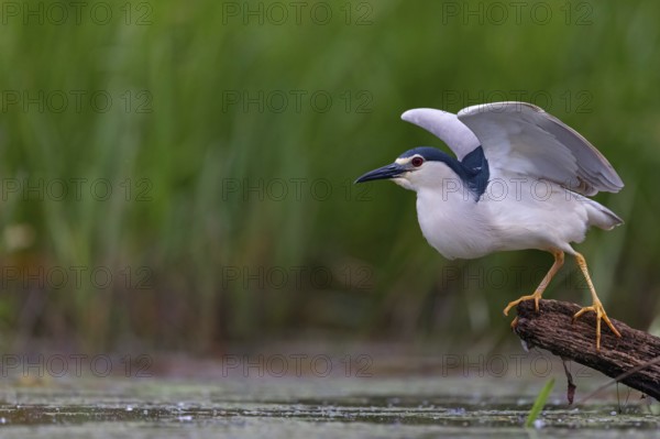 Black-crowned black crowned night heron (Nycticorax nycticorax), Bihoreau gris, HÈron bihoreau, Martinete Com?n, Ayn Razat, Salalah, Dhofar, Oman, Asia