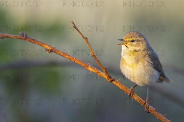 Willow Warbler, Willow Warbler, Phylloscopus trochilus, Pouillot fitis, Mosquitero Musical, Erpolzheim, Erpolzheim, Rhineland-Palatinate, Germany, Europe