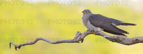 Common cuckoo (Cuculus canorus), Coucou gris, Cuco Europeo, Cuco Común, Ast, branch, Ormoz area, Ormoz, Podravska, Slovenia, Europe
