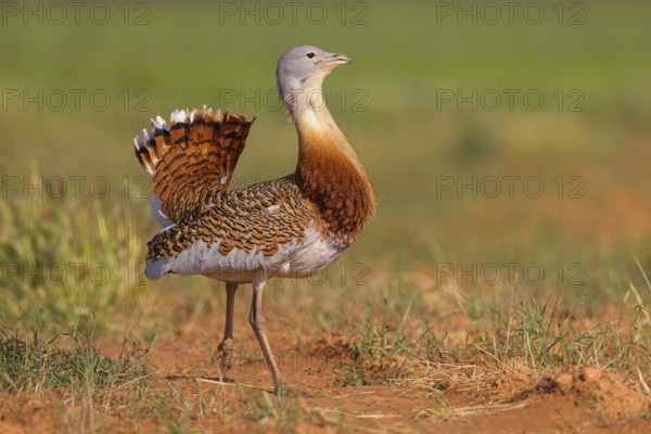Great bustard (Otis tarda), Outarde barbue, Avutarda Común, Spain, Toledo, Hides De Calera / Great Bustard, Calera Y Chozas, Castilla La Mancha / Toledo, Spain, Europe