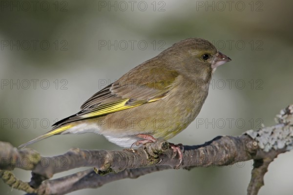 Greenfinch, Greenfinch, European Greenfinch, Western Greenfinch, Carduelis chloris, (Chloris chloris), Battenberg, Hockenheim, Baden-Württemberg, Germany, Europe