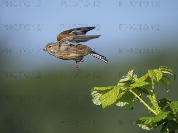 Linnet, Common Linnet, Eurasian Linnet, (Carduelis cannabin), (Acanthis cannabina), Linotte mÈlodieuse, Pardillo Com?n