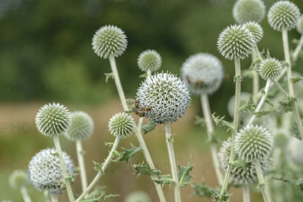Spherical thistle (Echinops sphaerocephalus), Sarastro Stauden, Federal Republic of Germany