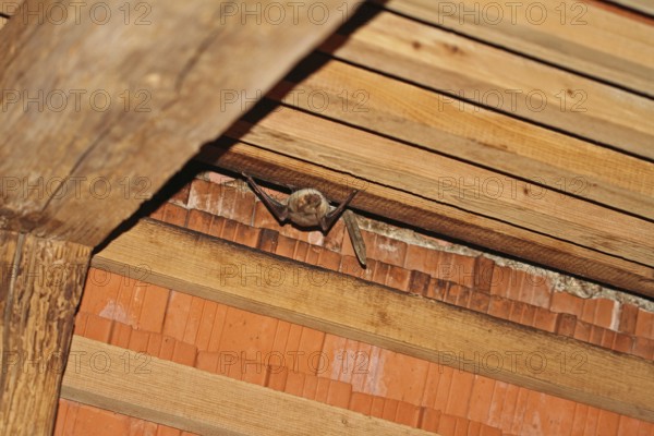 Greater mouse-eared bat (Myotis myotis)