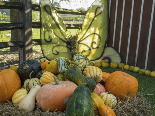 A pile of pumpkins and ornamental gourds in the garden, flanked by large decorative wings, borken, münsterland, germany