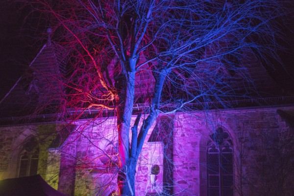 Colorful illuminated tree, Trendelburg, Weser Uplands, Weserbergland, Hesse, Germany, Europe