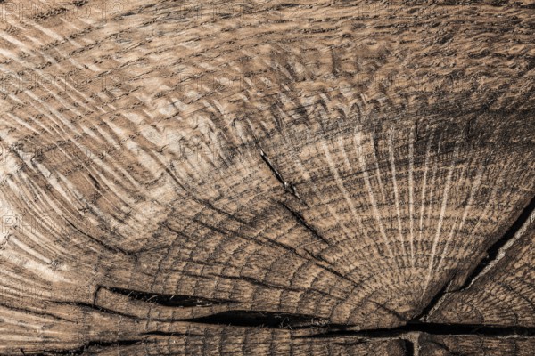 Vintage brown natural wooden board